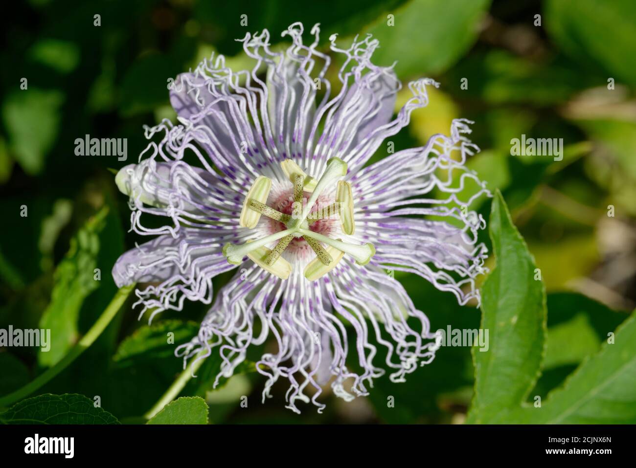 Purple passionflower Stock Photo