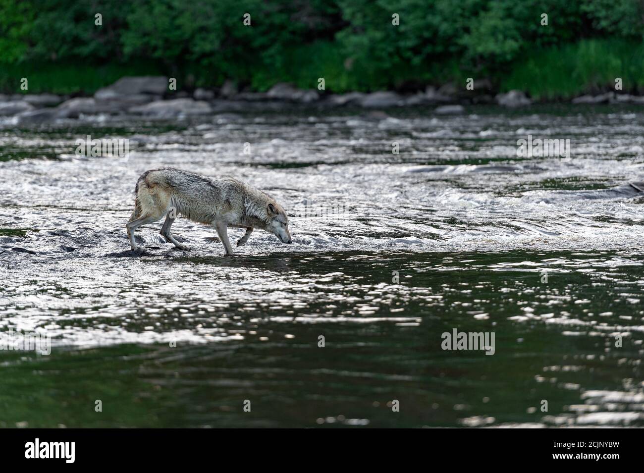 Grey Wolf (Canis lupus) Cautiously Crosses River Summer - captive ...