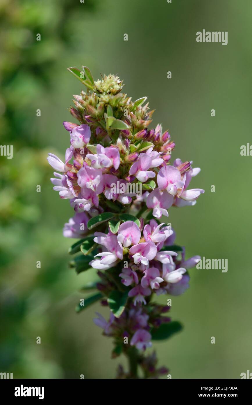 Slender Bush-clover Stock Photo