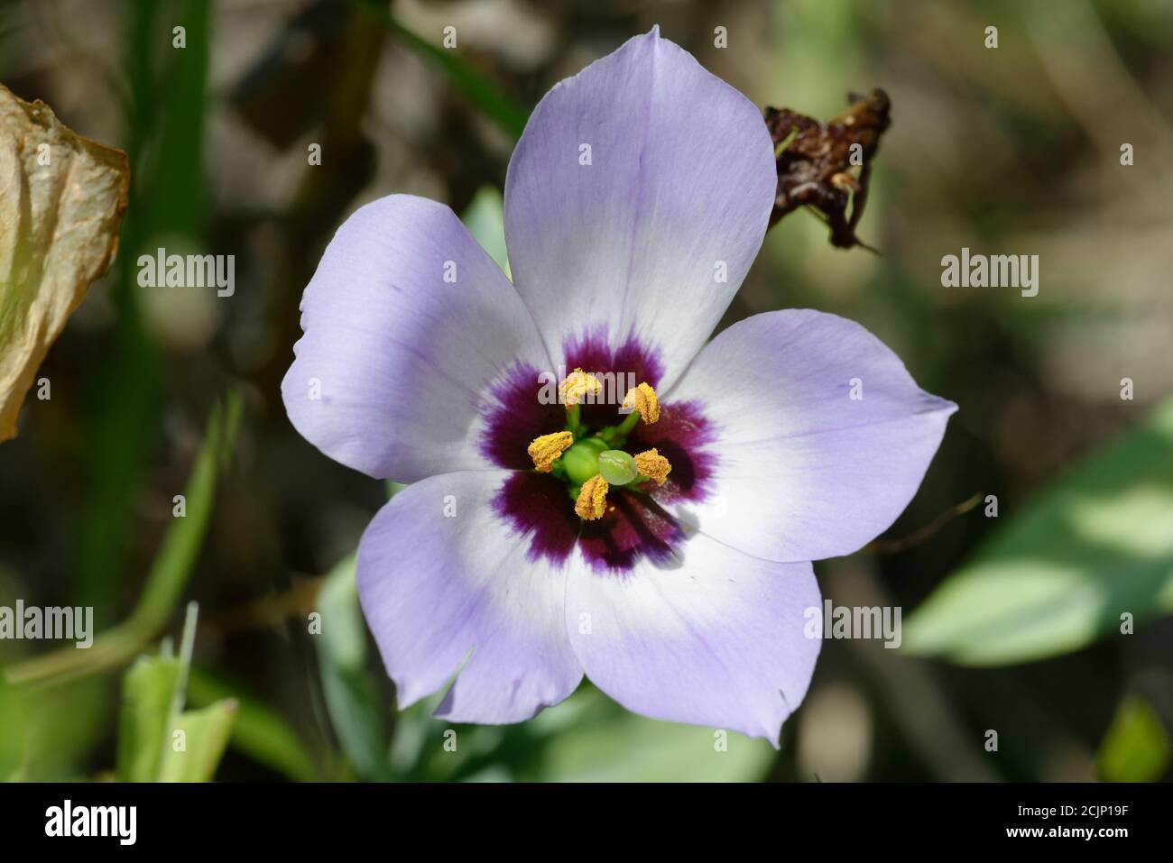 Texas bluebell flower hires stock photography and images Alamy