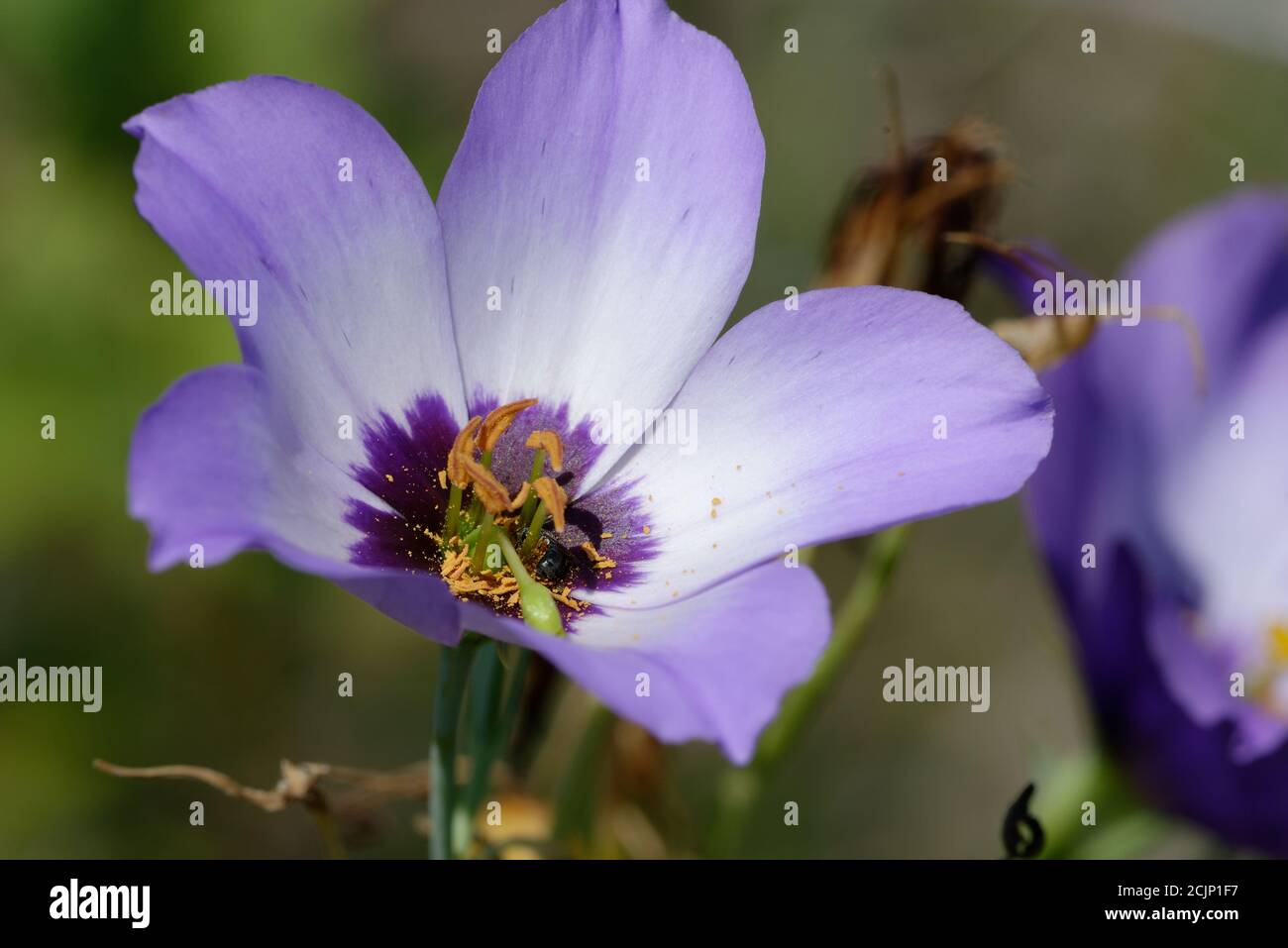 Texas bluebell wildflower hires stock photography and images Alamy