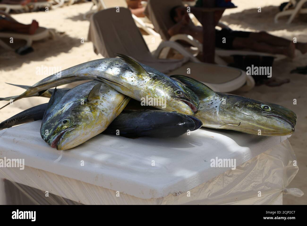 Man in boat caught fisherman hi-res stock photography and images - Alamy