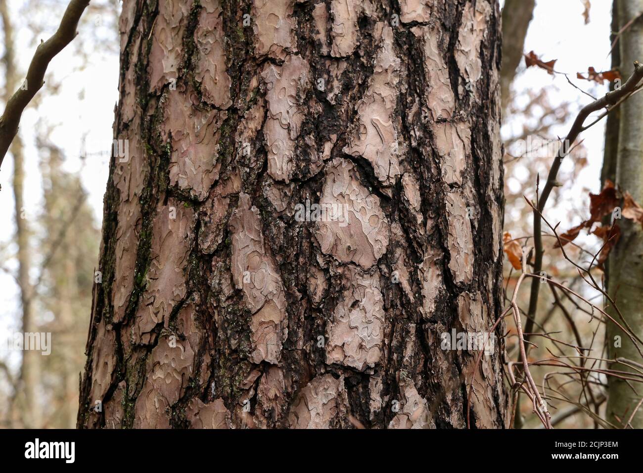Closeup shot of bark of pinus Negra tree, Pinaceae family. Stock Photo