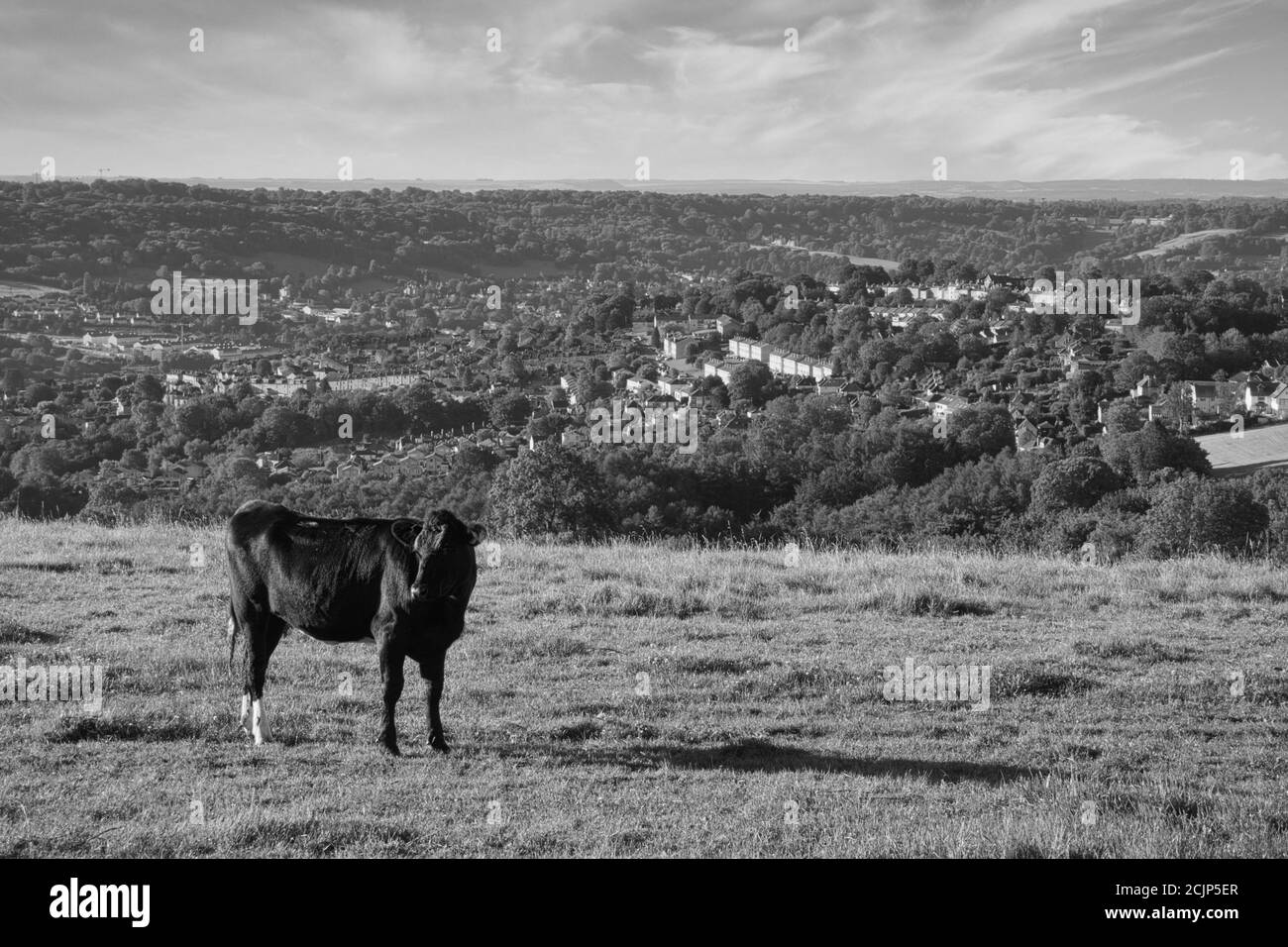 Cow overlooking the city of Bath Stock Photo