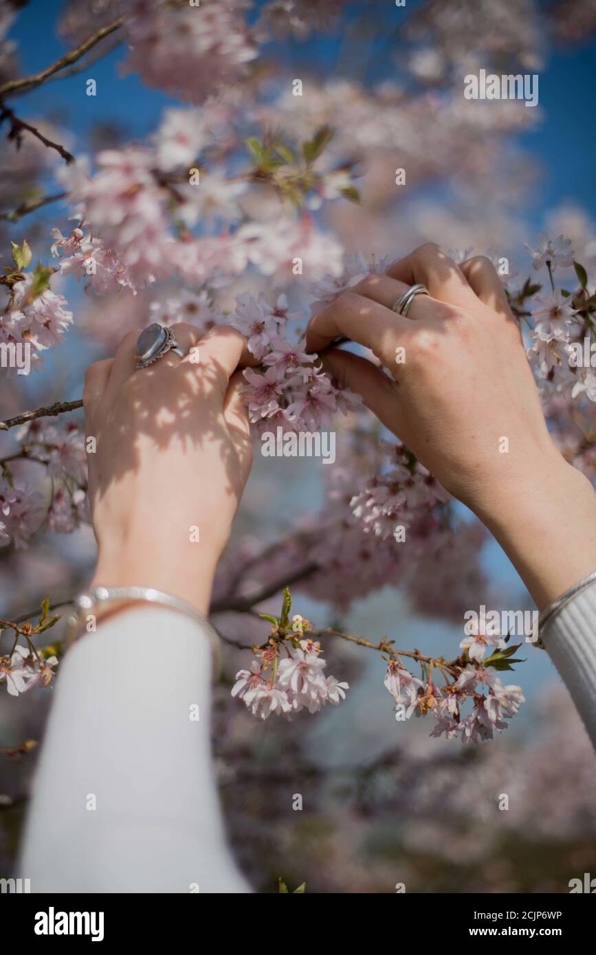 Vertical shot of a woman picking pink flowers from the tree Stock Photo