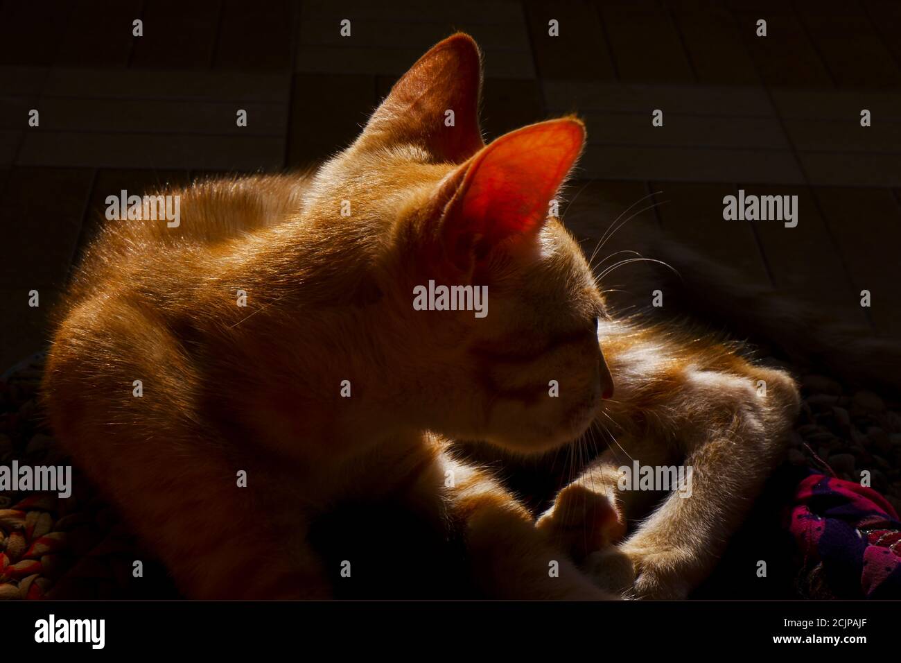 A closeup of a Cornish Rex cat on a blanket Stock Photo
