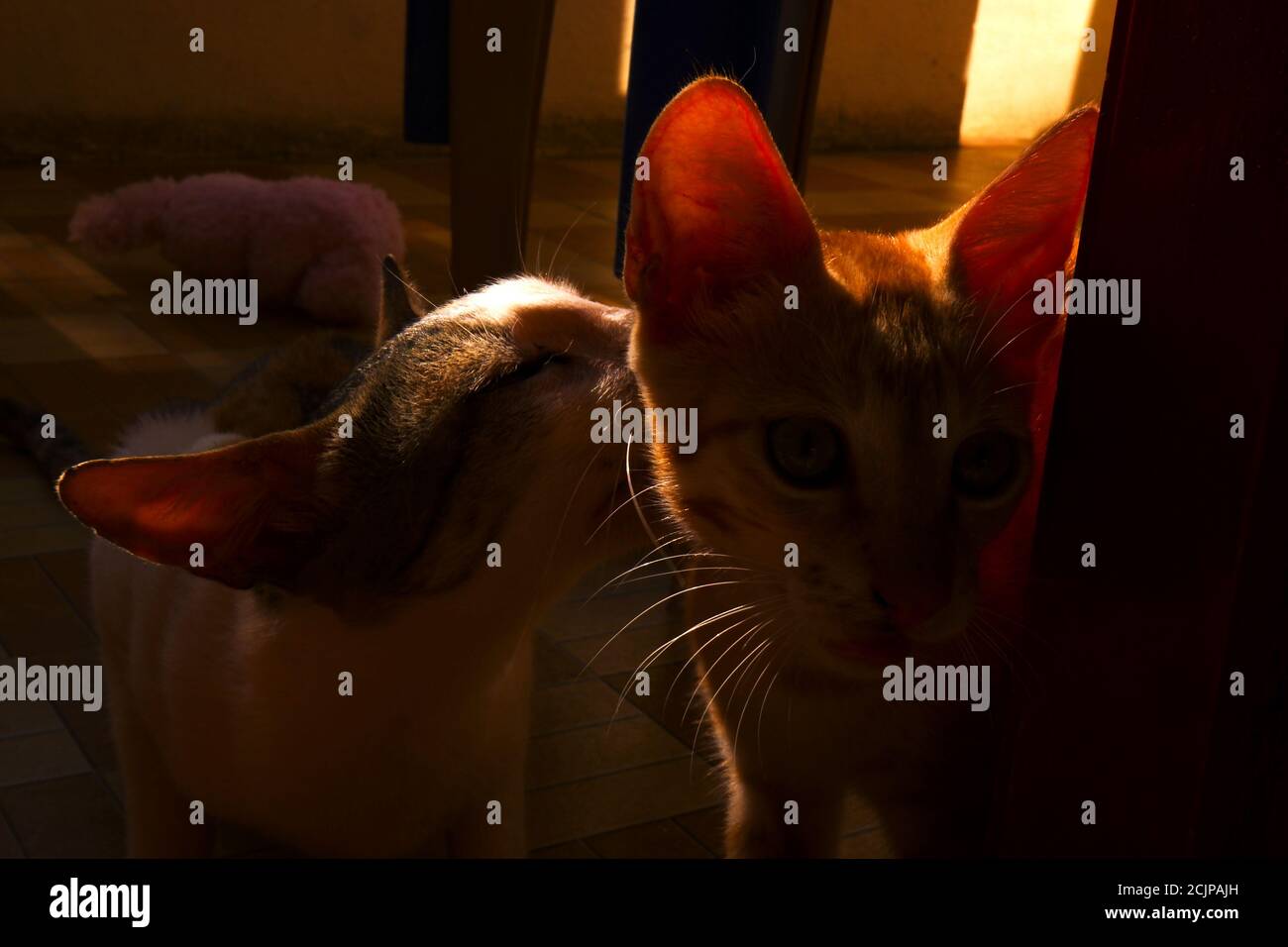 A closeup of a Cornish Rex cat on a blanket Stock Photo