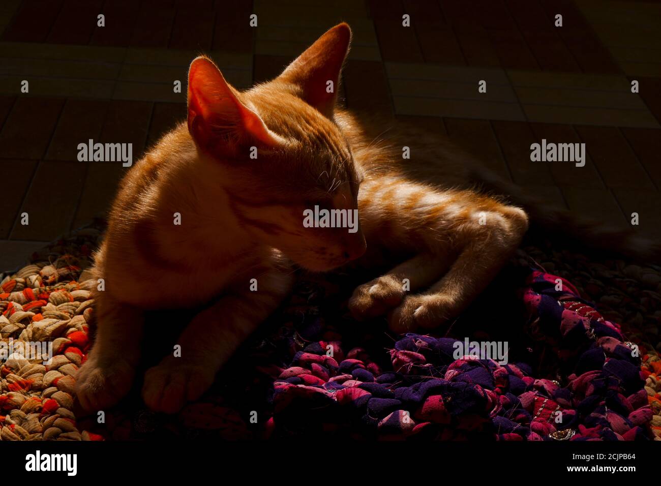A closeup of a Cornish Rex cat on a blanket Stock Photo