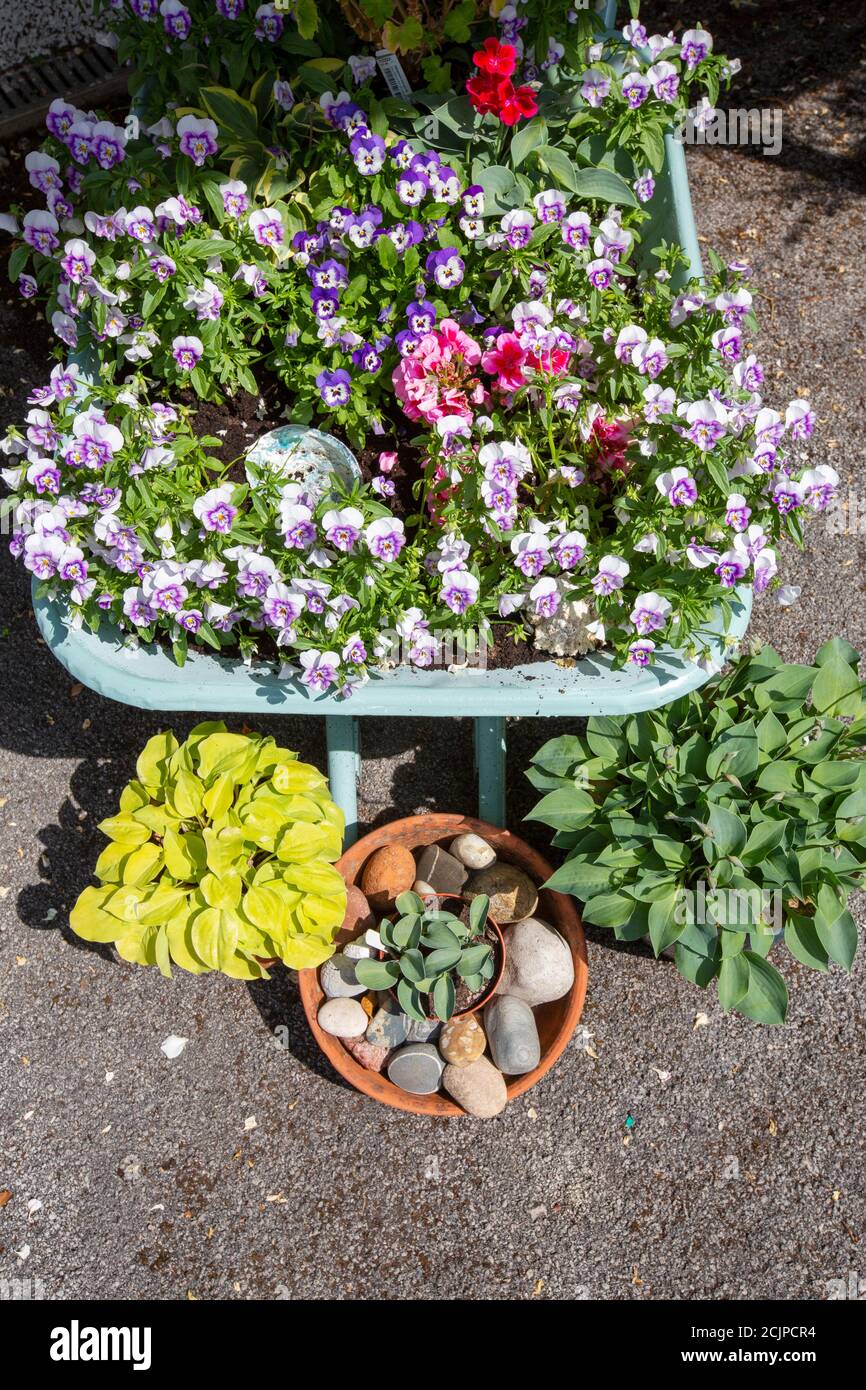 An old wheelbarrow used for planting flowers. Stock Photo