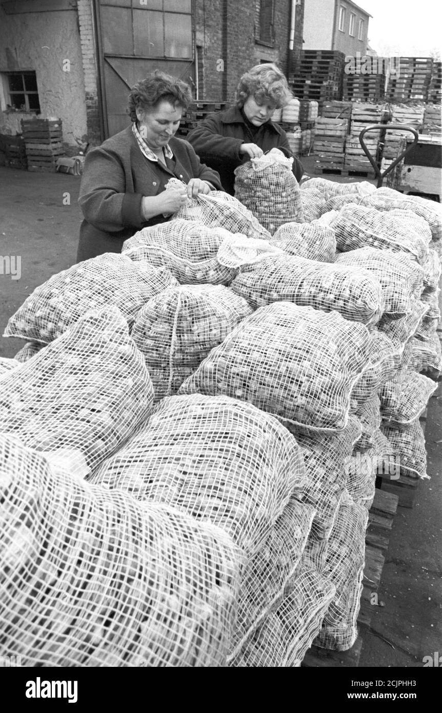 30 November 1986, Saxony, Torgau: The VEB 'OGS' (fruit, vegetables and table potatoes) in Torgau supplies the population with fresh onions from the fields in the mid-1980s. Exact date of admission not known. Photo: Volkmar Heinz/dpa-Zentralbild/ZB Stock Photo