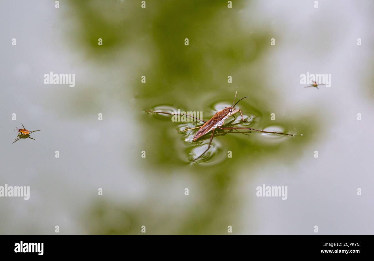 A Common Pond Skater, Gerris lacustris and other skater species on a