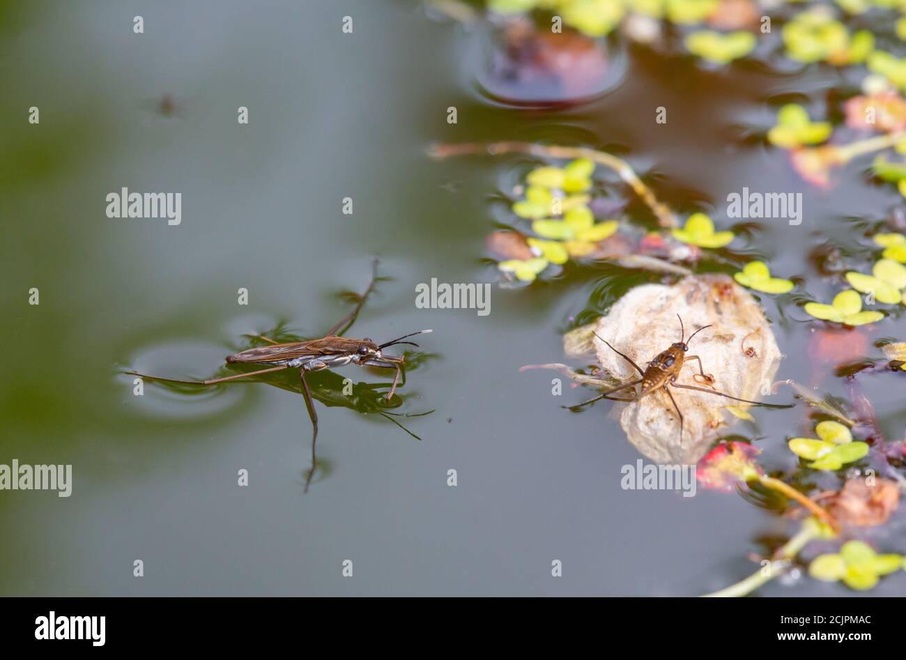 Pond skater surface tension hires stock photography and images Alamy