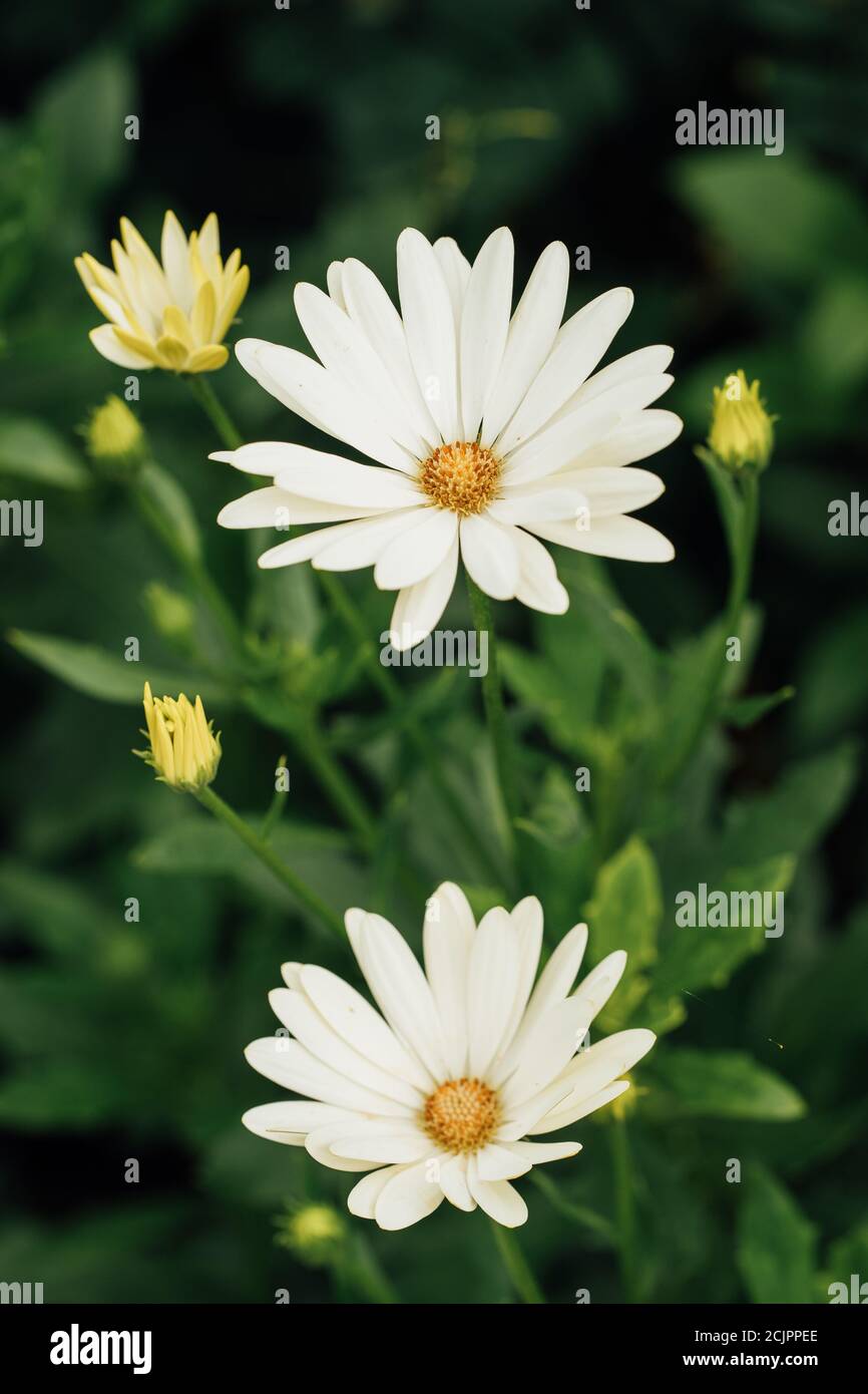 African Daisy - Osteospermum 'Voltage White' Stock Photo