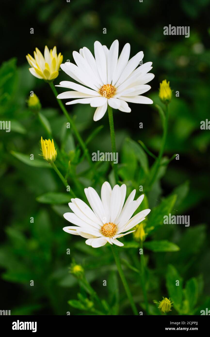 African Daisy - Osteospermum 'Voltage White' Stock Photo