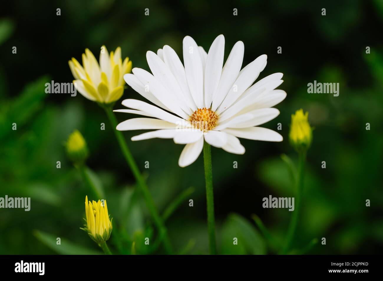 African Daisy - Osteospermum 'Voltage White' Stock Photo