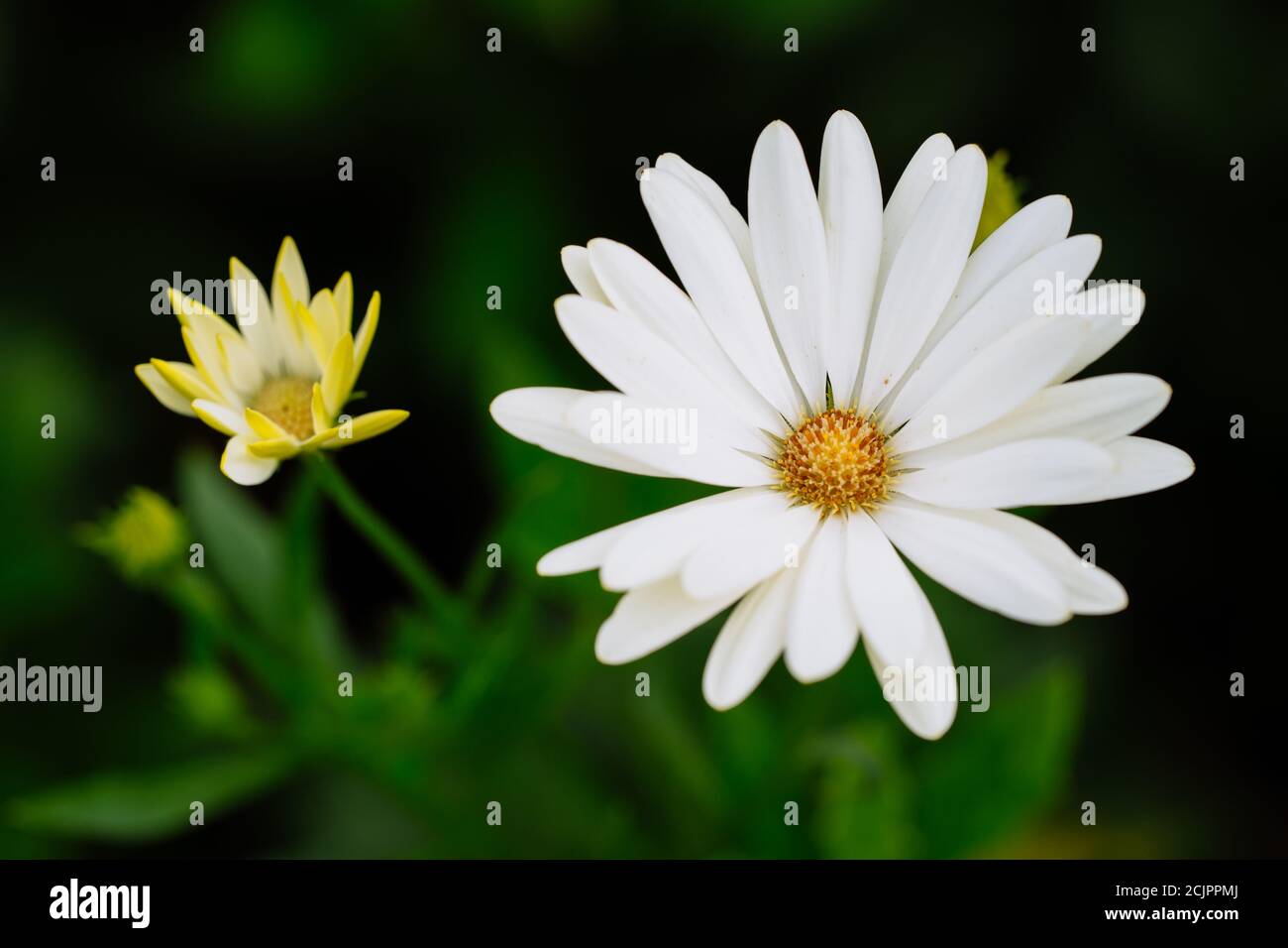 African Daisy - Osteospermum 'Voltage White' Stock Photo