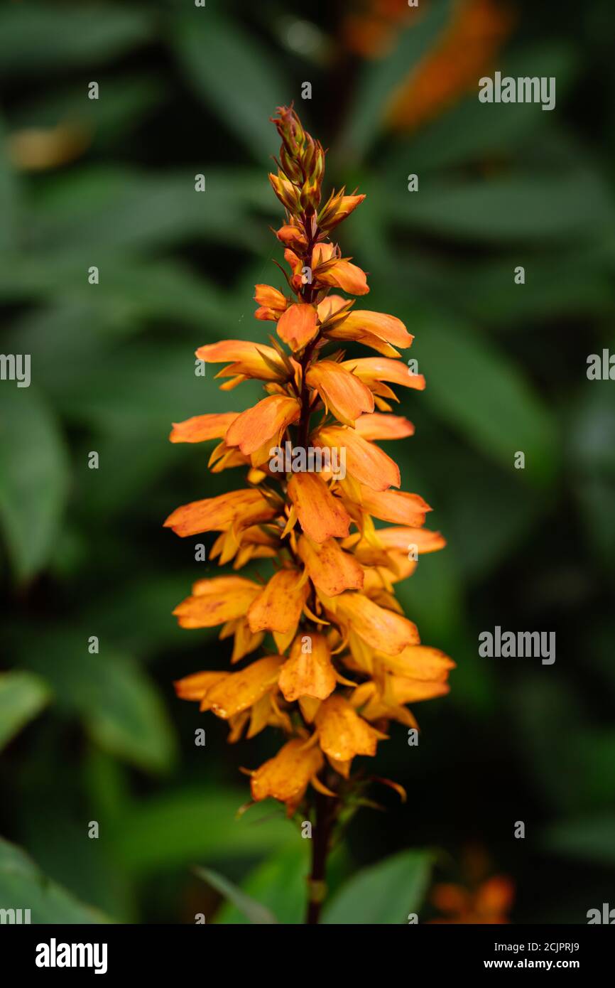 Digitalis (isoplexis) canariensis Canary Island Foxglove Stock Photo