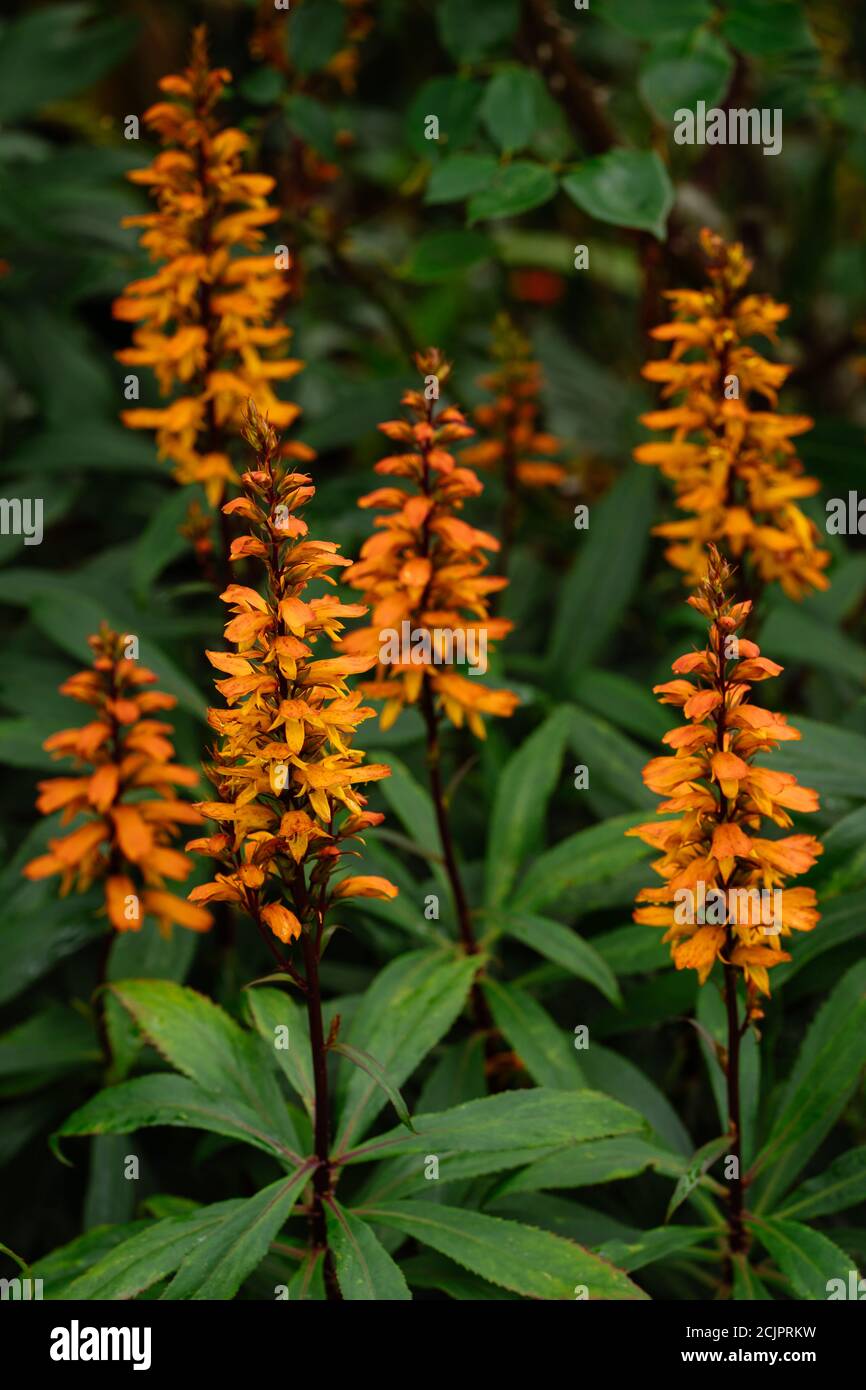 Digitalis (isoplexis) canariensis Canary Island Foxglove Stock Photo