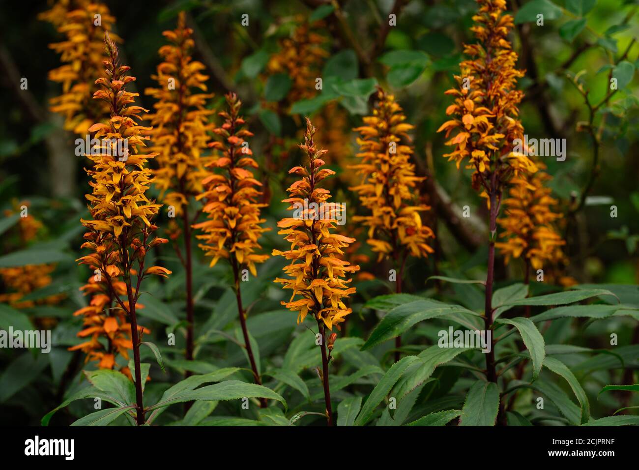 Digitalis (isoplexis) canariensis Canary Island Foxglove Stock Photo