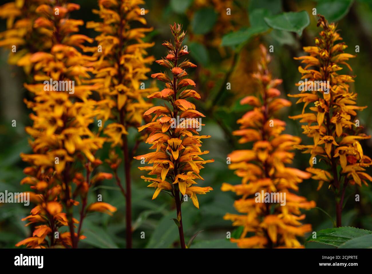 Digitalis (isoplexis) canariensis Canary Island Foxglove Stock Photo