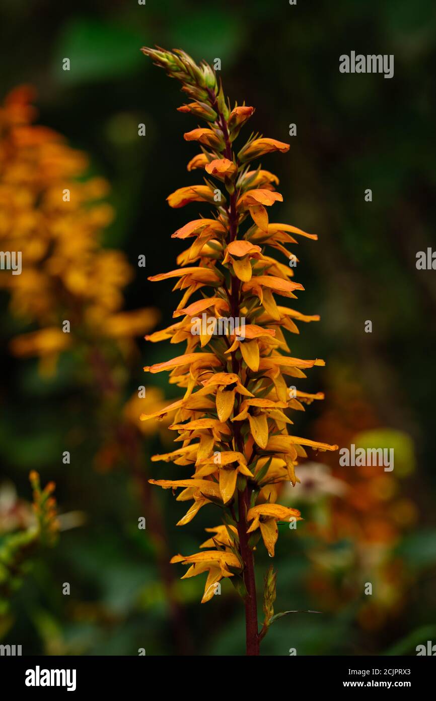 Digitalis (isoplexis) canariensis Canary Island Foxglove Stock Photo