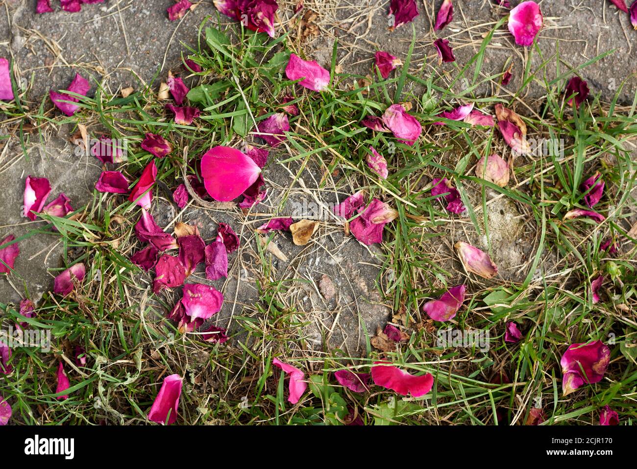 The petals of a bright pink rose fell on grass and ground Stock Photo -  Alamy