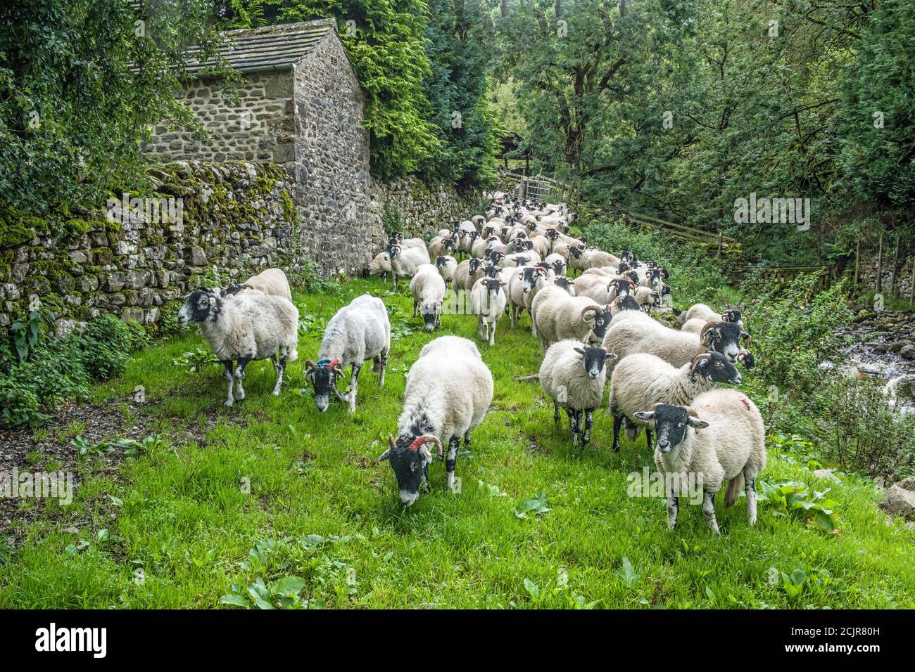 A flock of Swaledale sheep being brought down from the Wharfedale Fells to be cleaned free of ricks etc - in Hubberholme in Upper Wharfedale Yorkshire Stock Photo