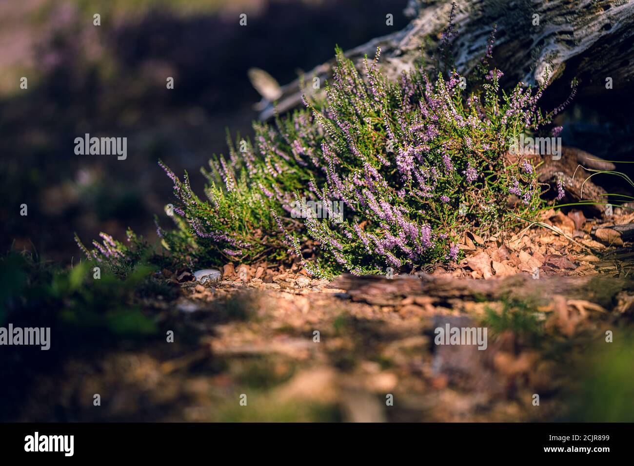 Close up flowering Calluna vulgaris (common heather, ling, or simply heather)  Nature floral background. Stock Photo