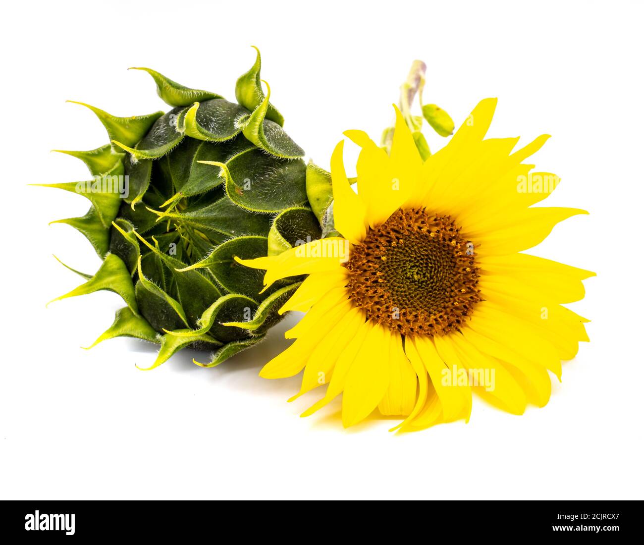 Sunflower isolated on white background Stock Photo
