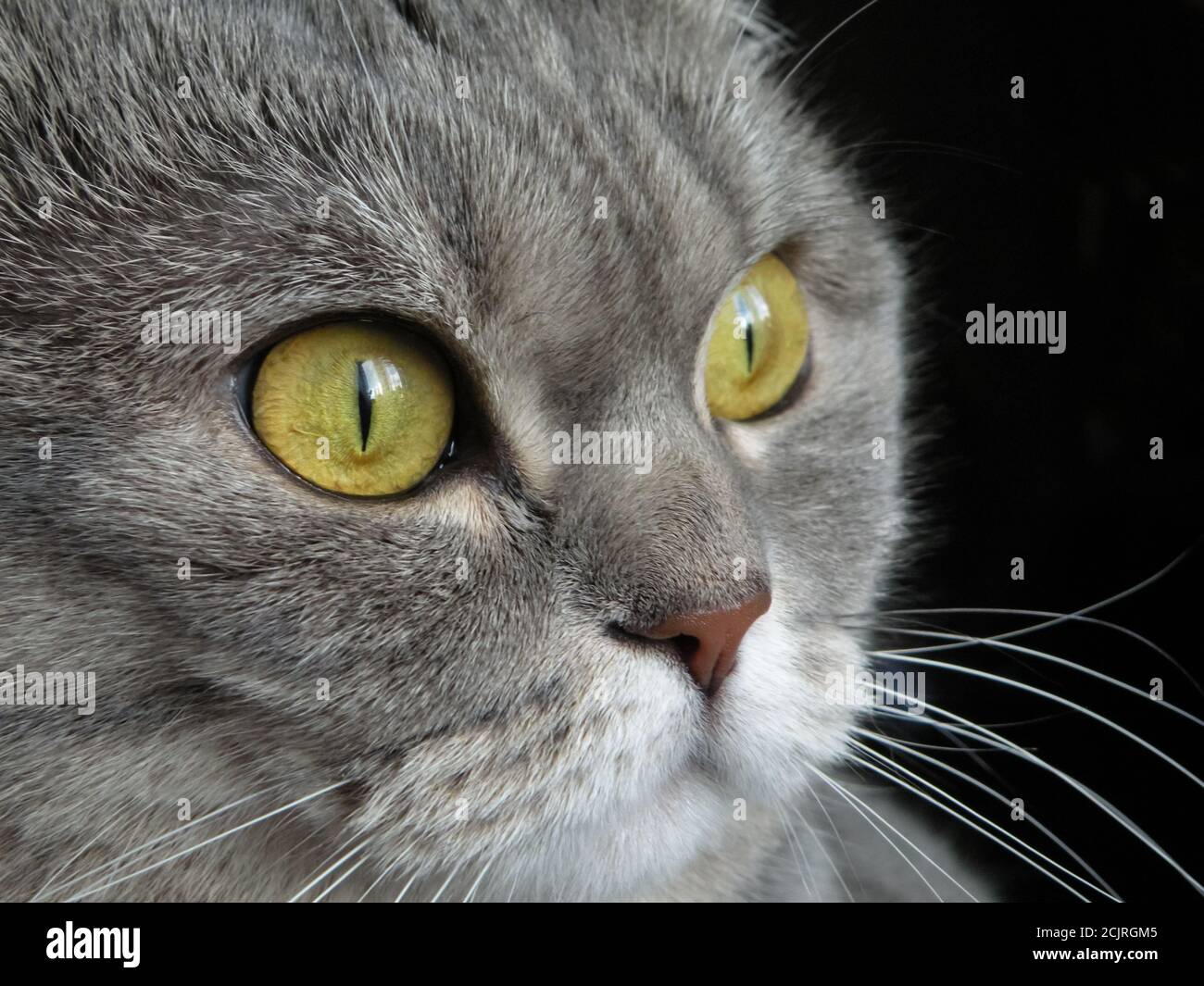 The face of an astonished gray british cat with bright yellow eyes on a black background, which gazes to the side Stock Photo