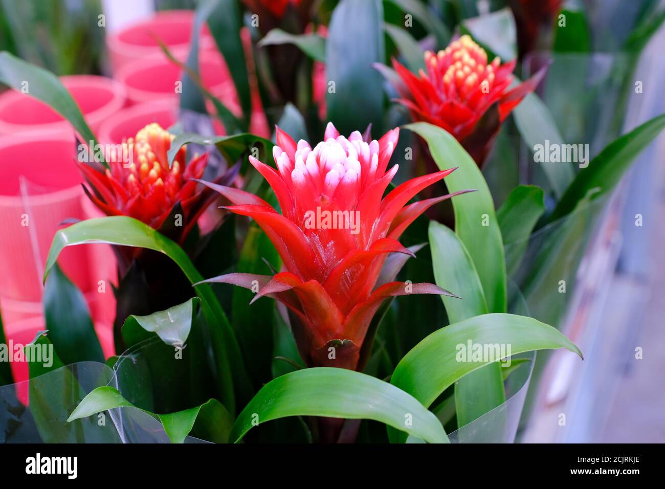 Bromelia Guzmania, flower with red petals and green leaves. Family Bromeliaceae. Sale in store. Stock Photo