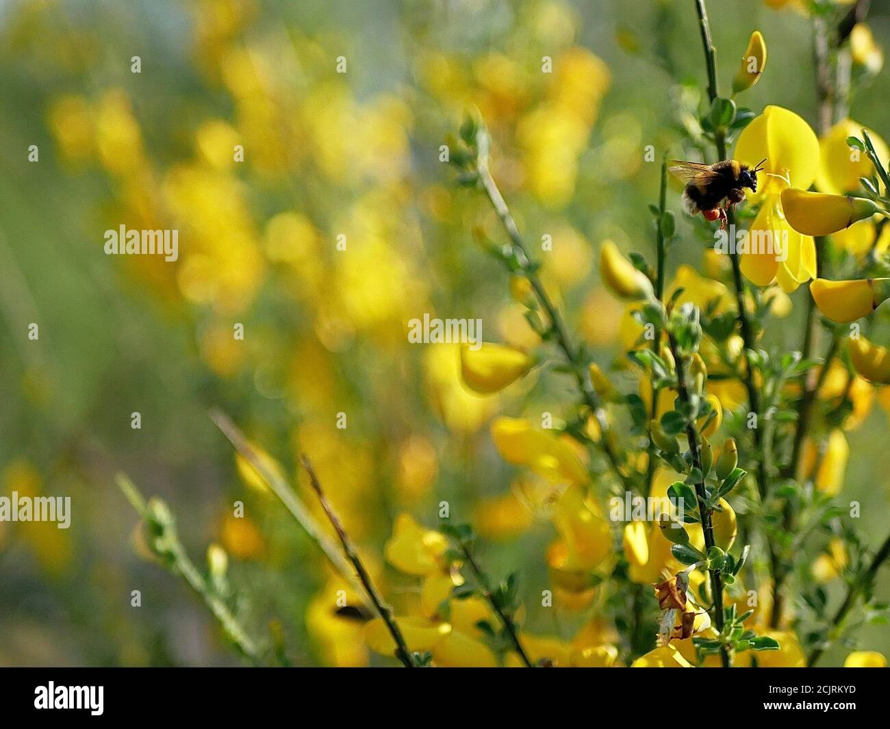 Biene an einer Blüte. Gelb und Grün gemischtes Bild. Stock Photo