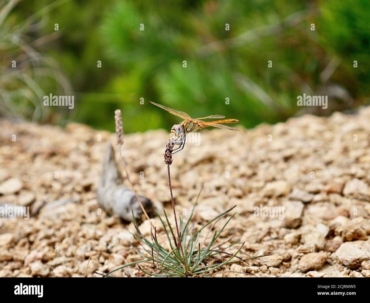 Libelle auf einer Pflanze auf dem Wanderweg. Stock Photo
