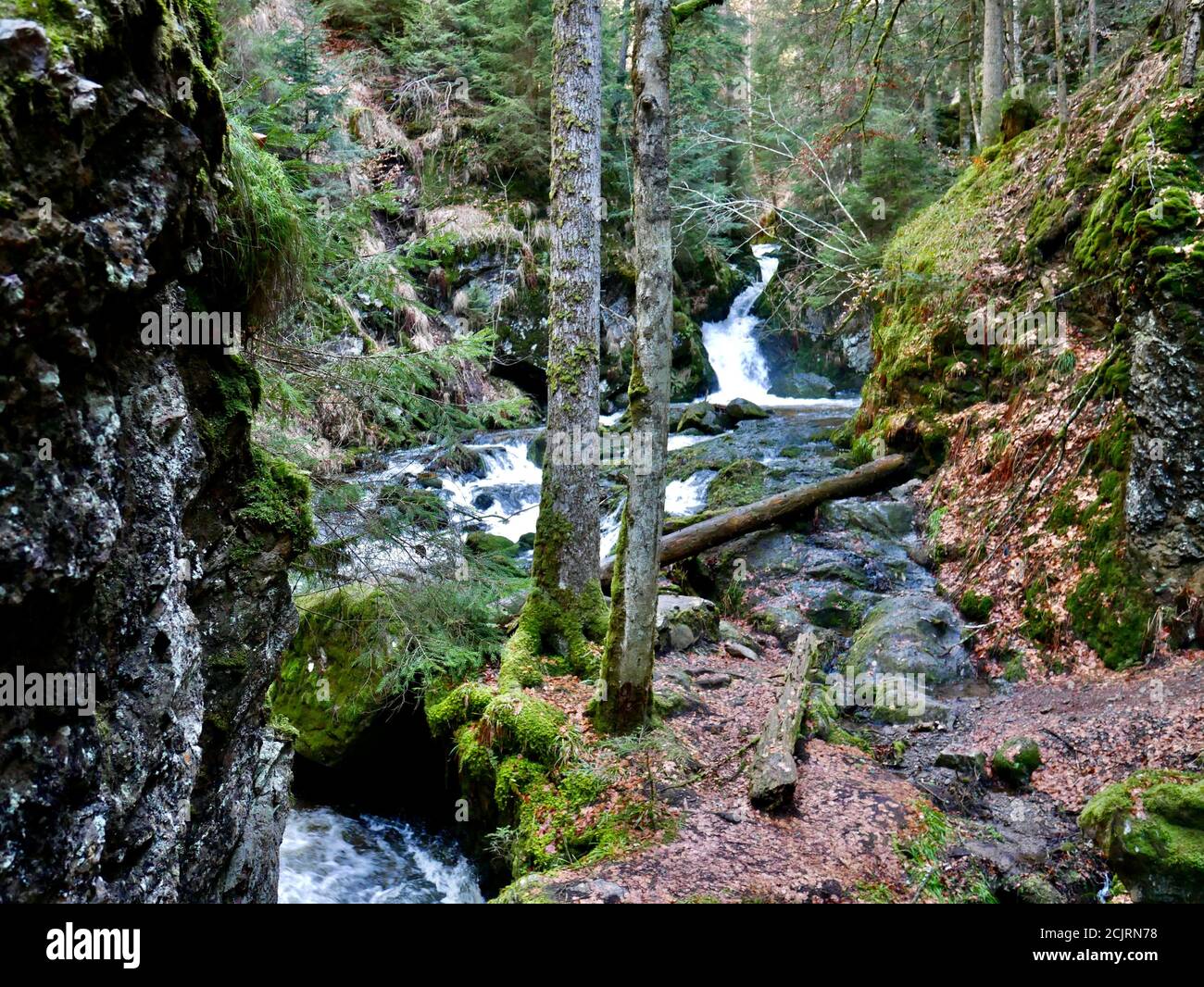 Kleine Insel in einem Flussbett im Schwarzwald. Typischer Waldweg an einem Fluss mit Bäumen und Steinen. Stock Photo