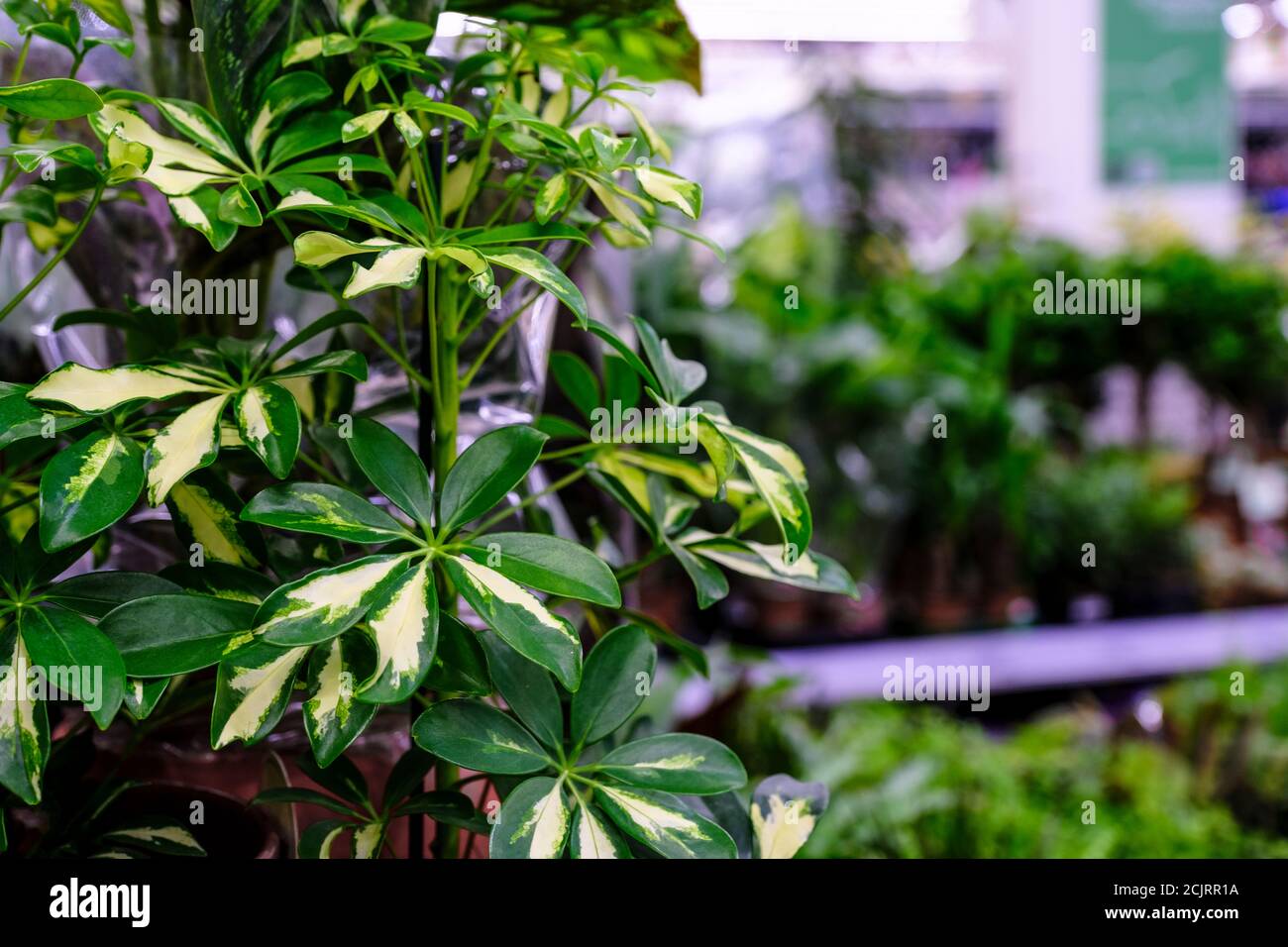 Schefflera actinophylla or umbrella tree yellow and green leaves close-up. Sale in the store. Selective focus Stock Photo