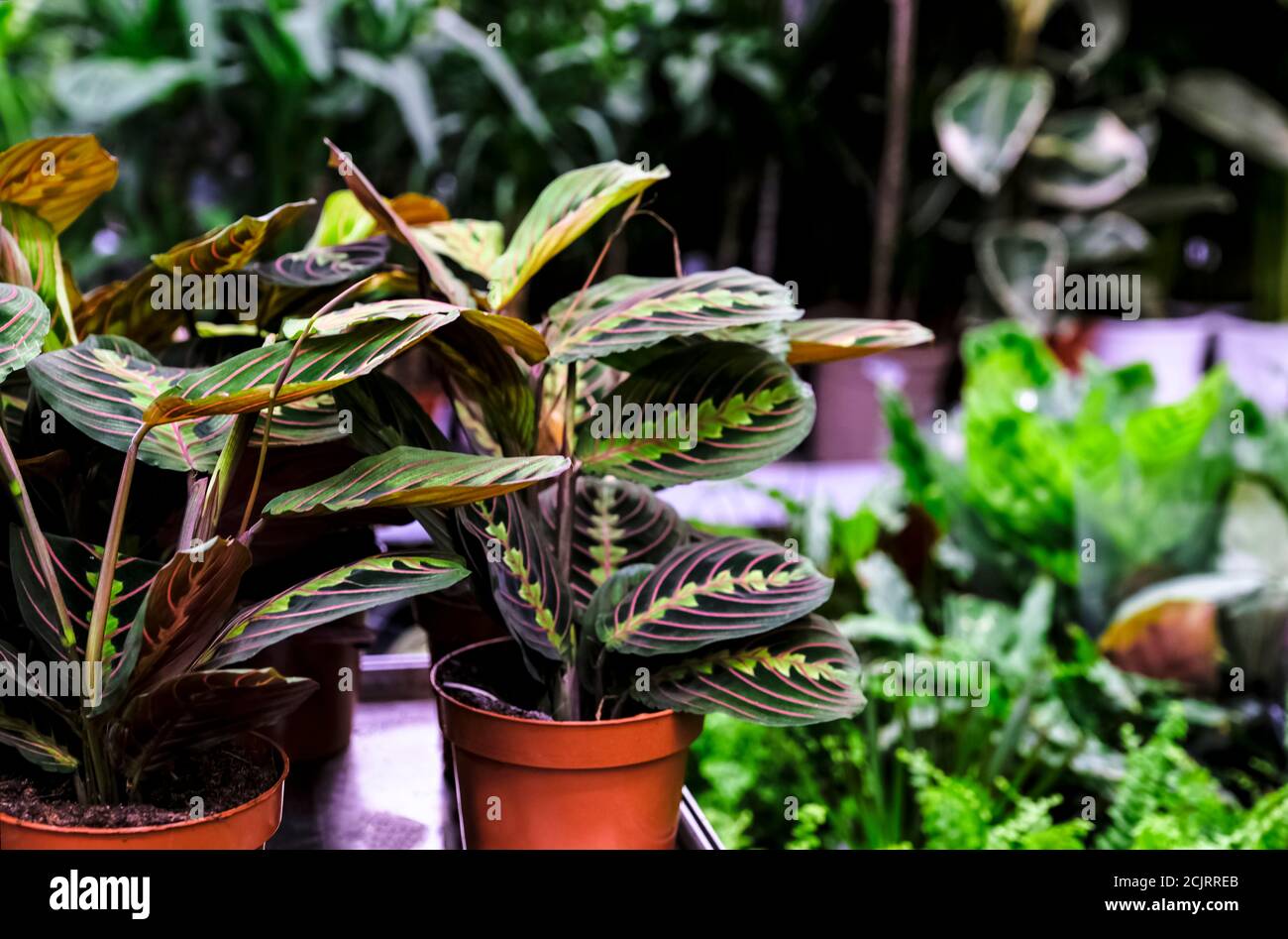 Maranta leuconeura Fascinator plant in ceramic planter. Sale in the store. Selective focus Stock Photo