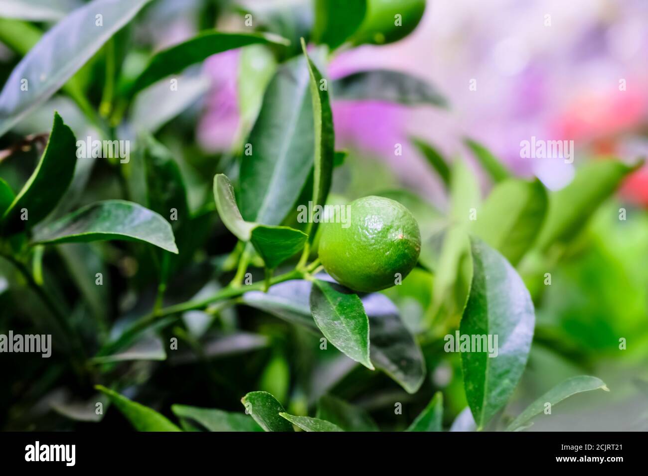A plant of Citrofortunella with lemons in pot. Citrus calamondin (lemon). Sale in the store. Selective focus Stock Photo