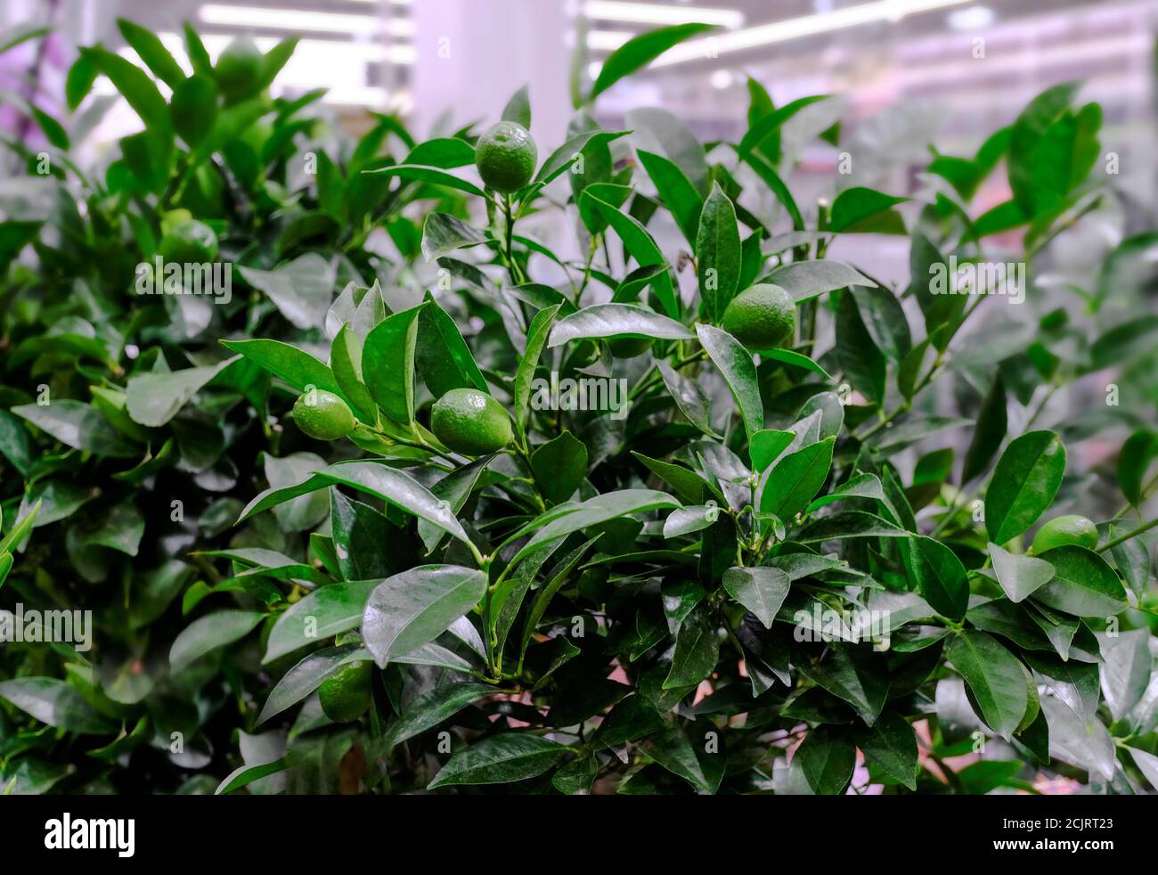 A plant of Citrofortunella with lemons in pot. Citrus calamondin (lemon). Sale in the store. Selective focus Stock Photo