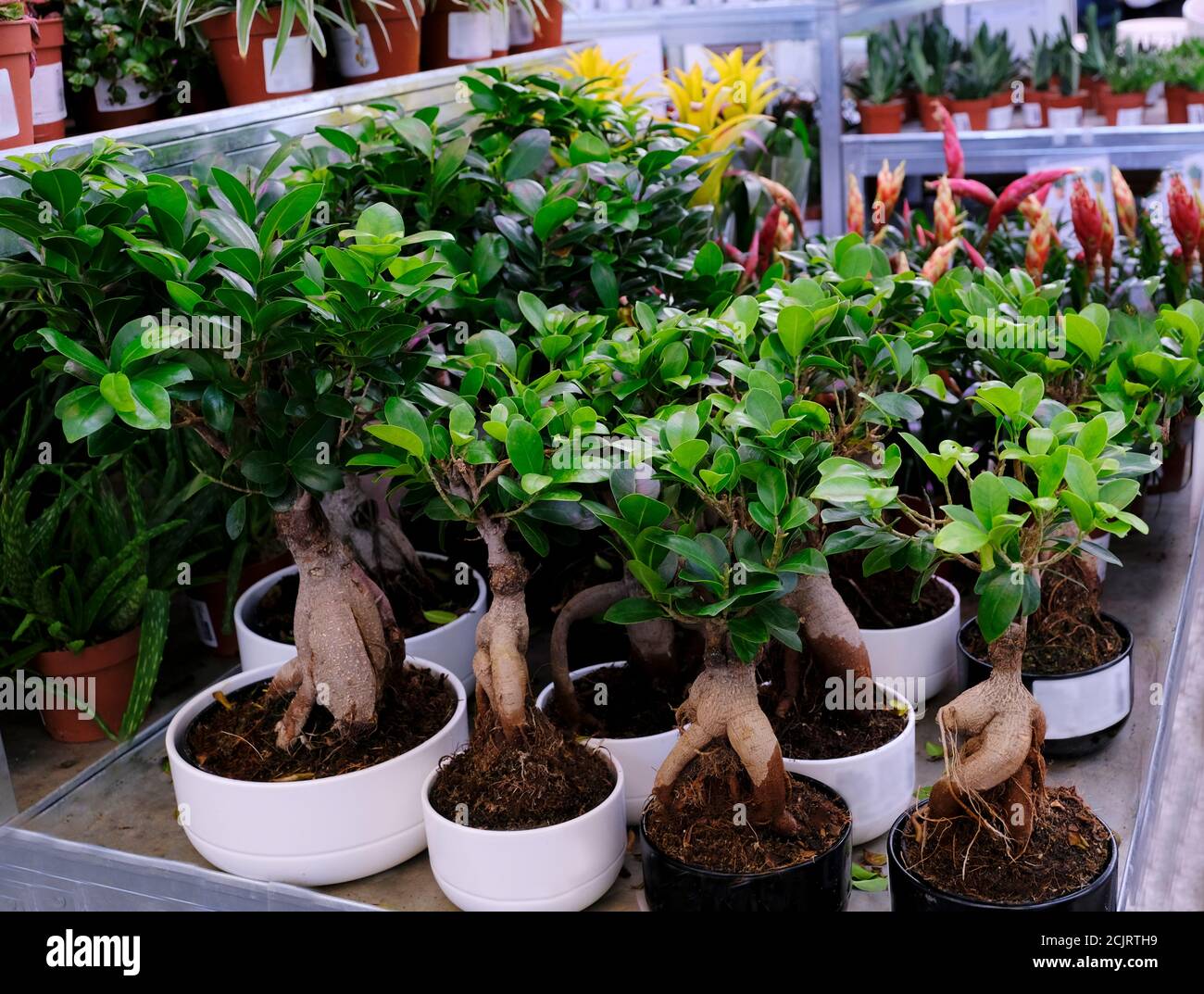 Ficus Ginseng Bonsai tree in a pot Taking care of home plant. Exotic Japanese tree, close-up. Sale in the store. Selective focus Stock Photo