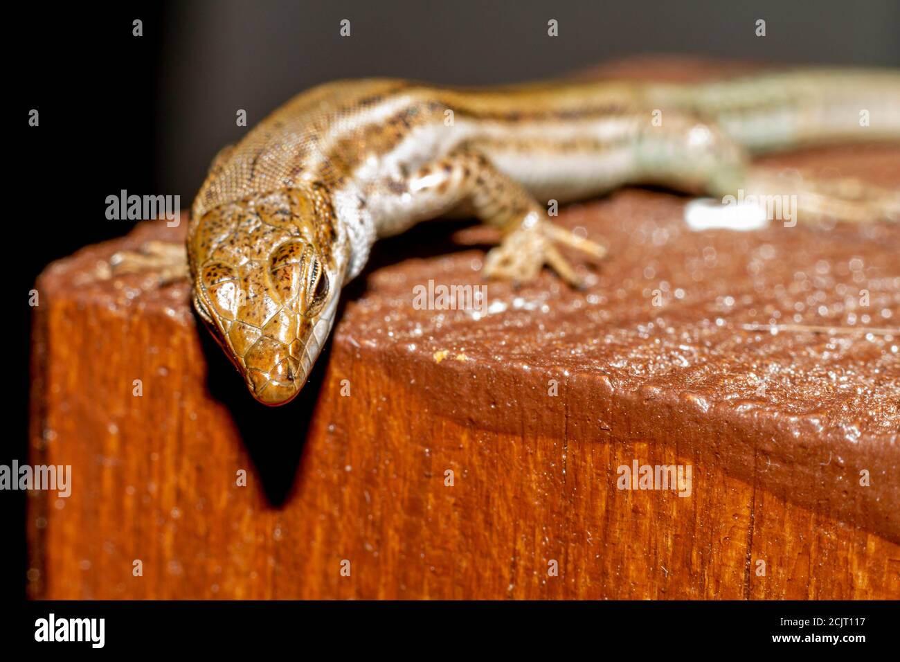 Green crested lizard hires stock photography and images Alamy