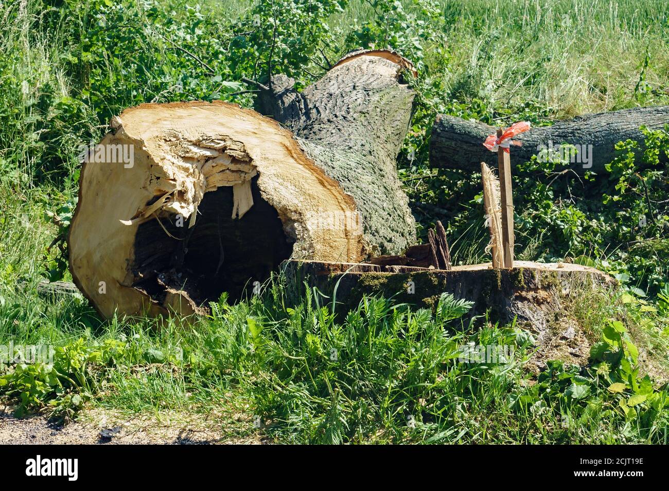 cutting down trees on the sides of the highway, cut down trees near the