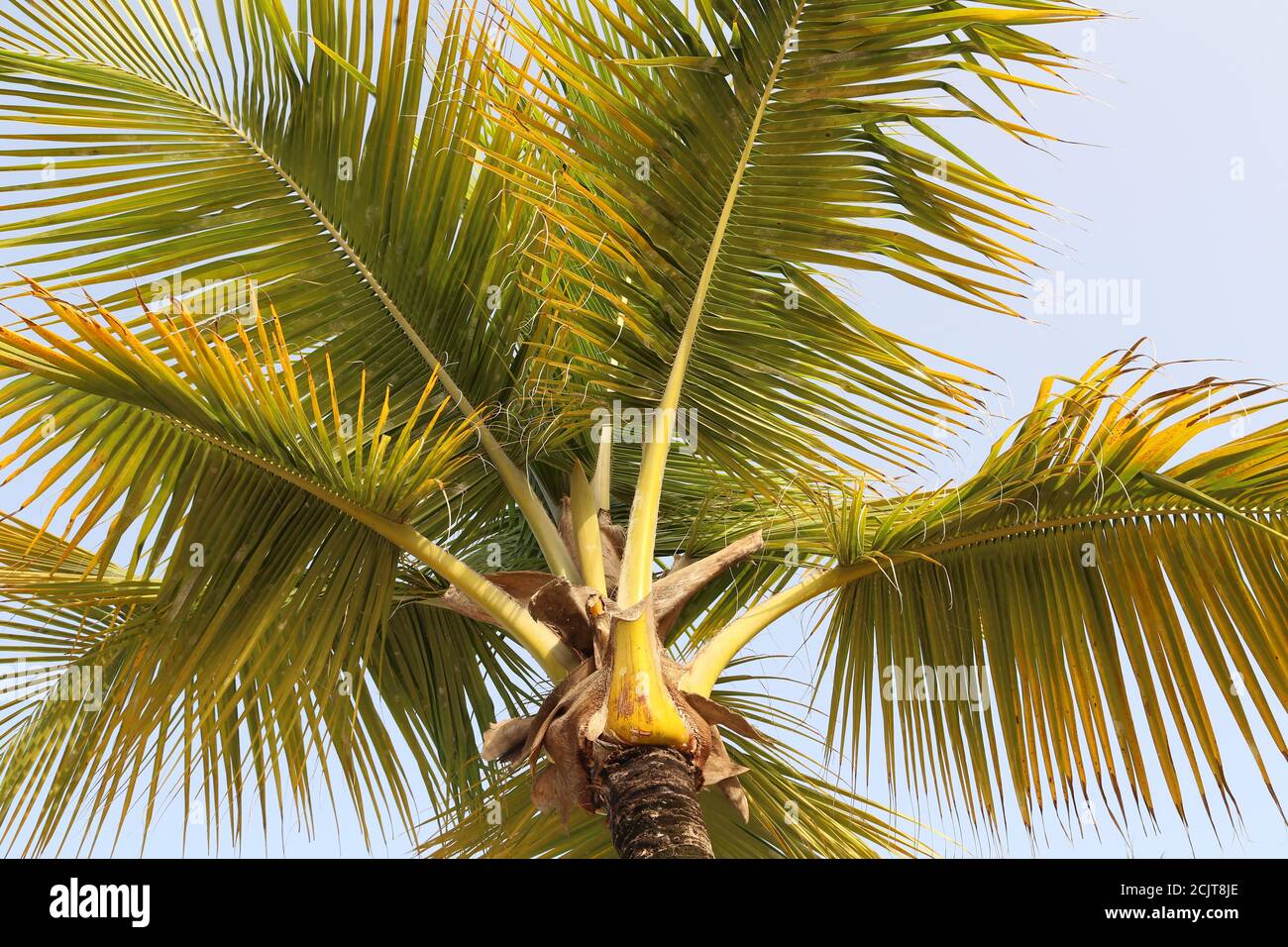 Low angle shot of a palm tree under the sunlight at daytime Stock Photo ...