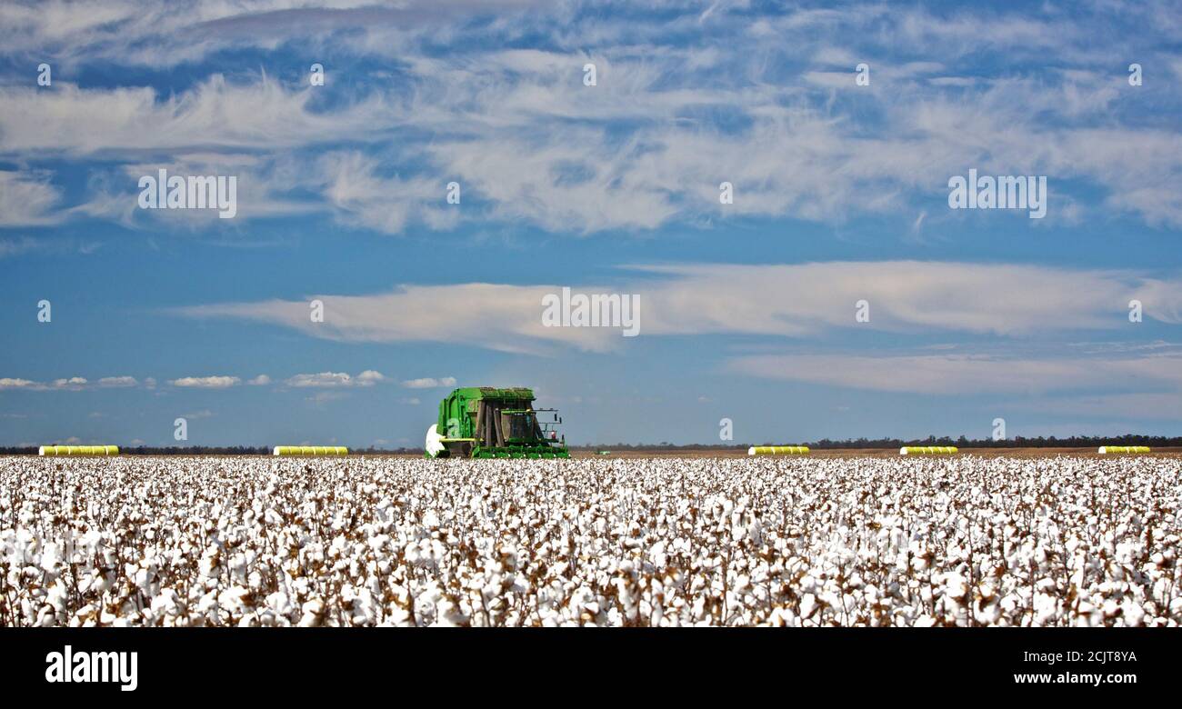 A cotton picker harvests hires stock photography and images Alamy