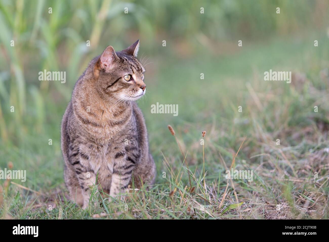 domestic tabby cat sitting outdoor Stock Photo