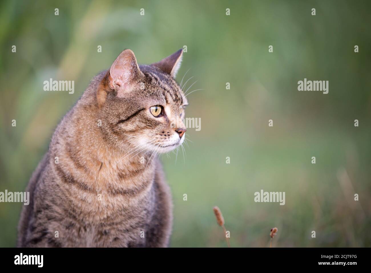 domestic tabby cat sitting outdoor Stock Photo