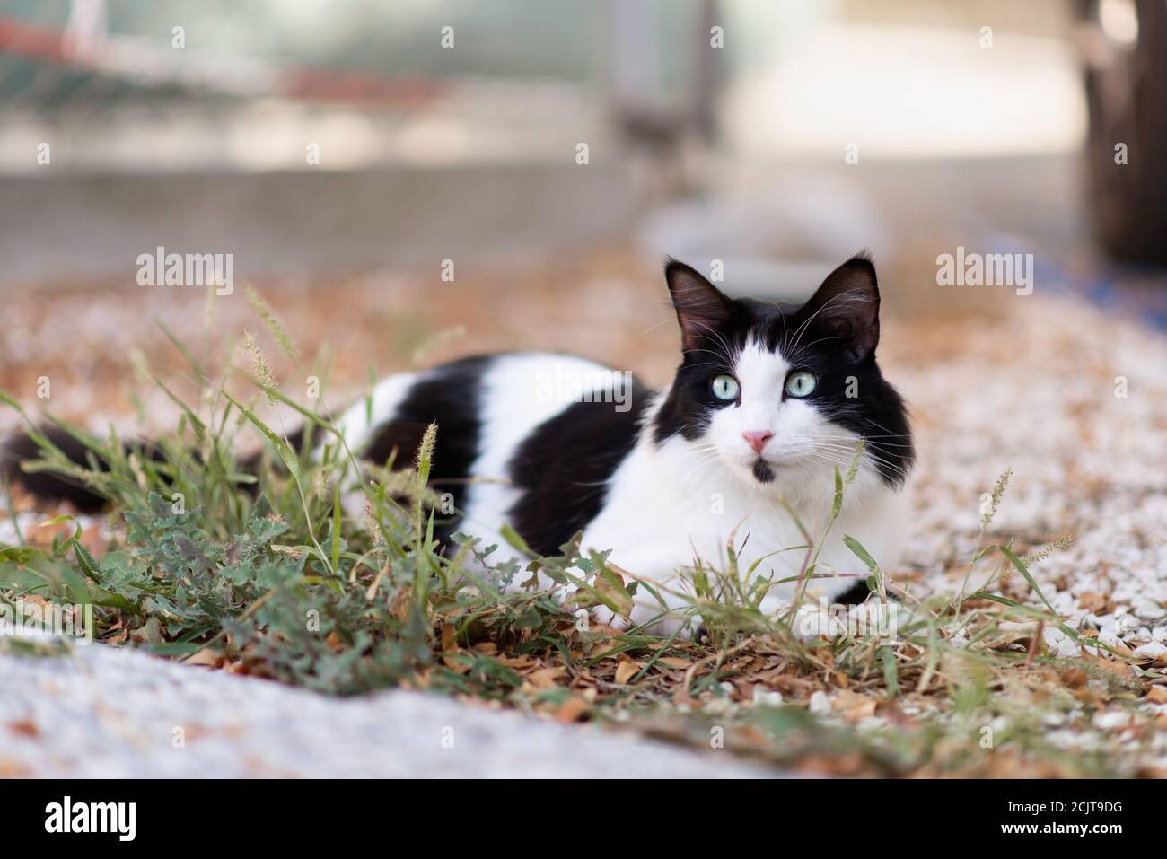 black and white cat  with blue eyes looking far Stock Photo