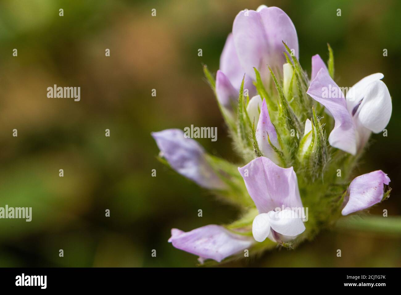 Macro shot of blooming wild plant Ononis arvensis Stock Photo