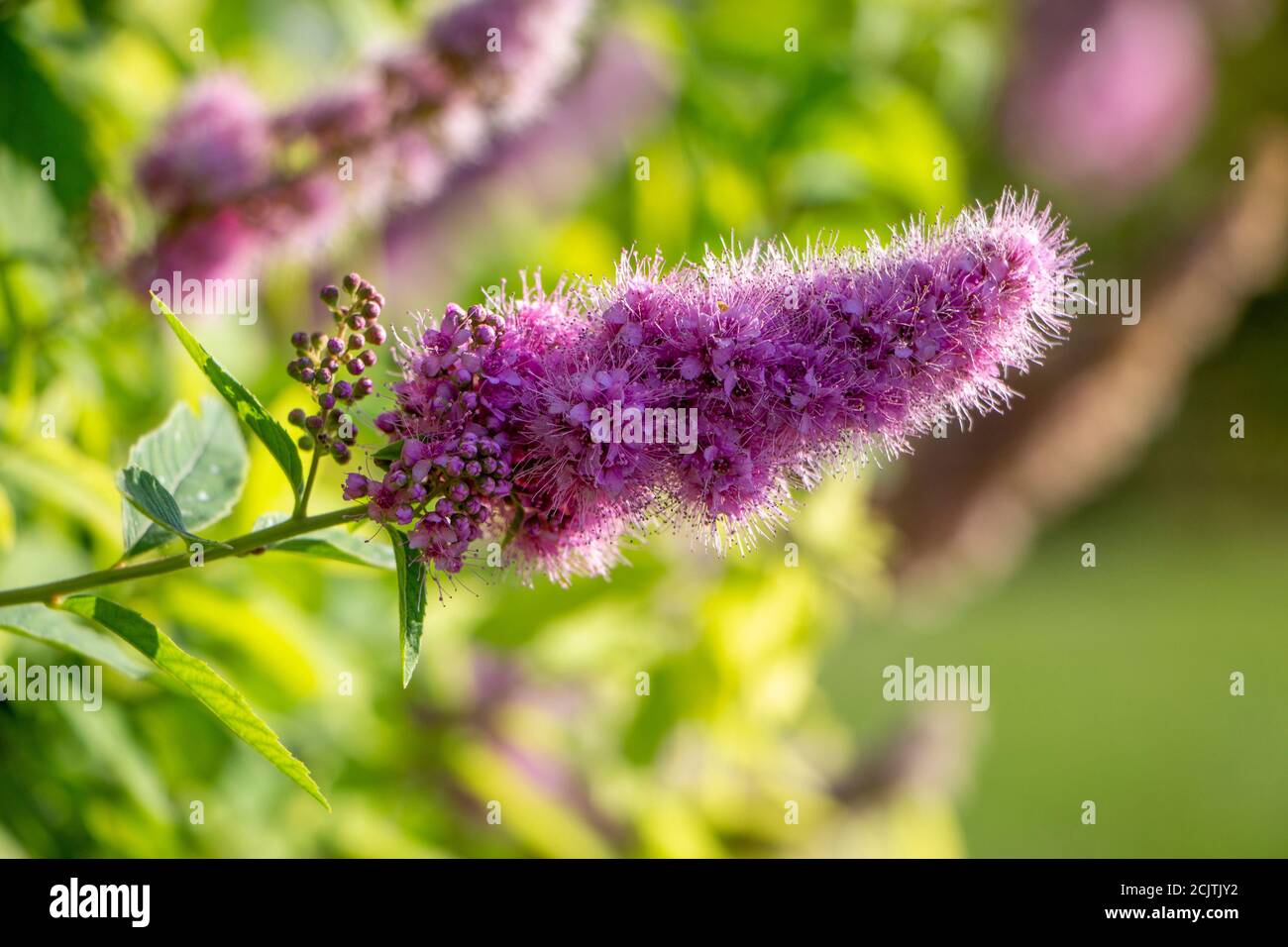 Spiraea Japanese panicle, a variety of ornamental plants growing in the garden. Stock Photo