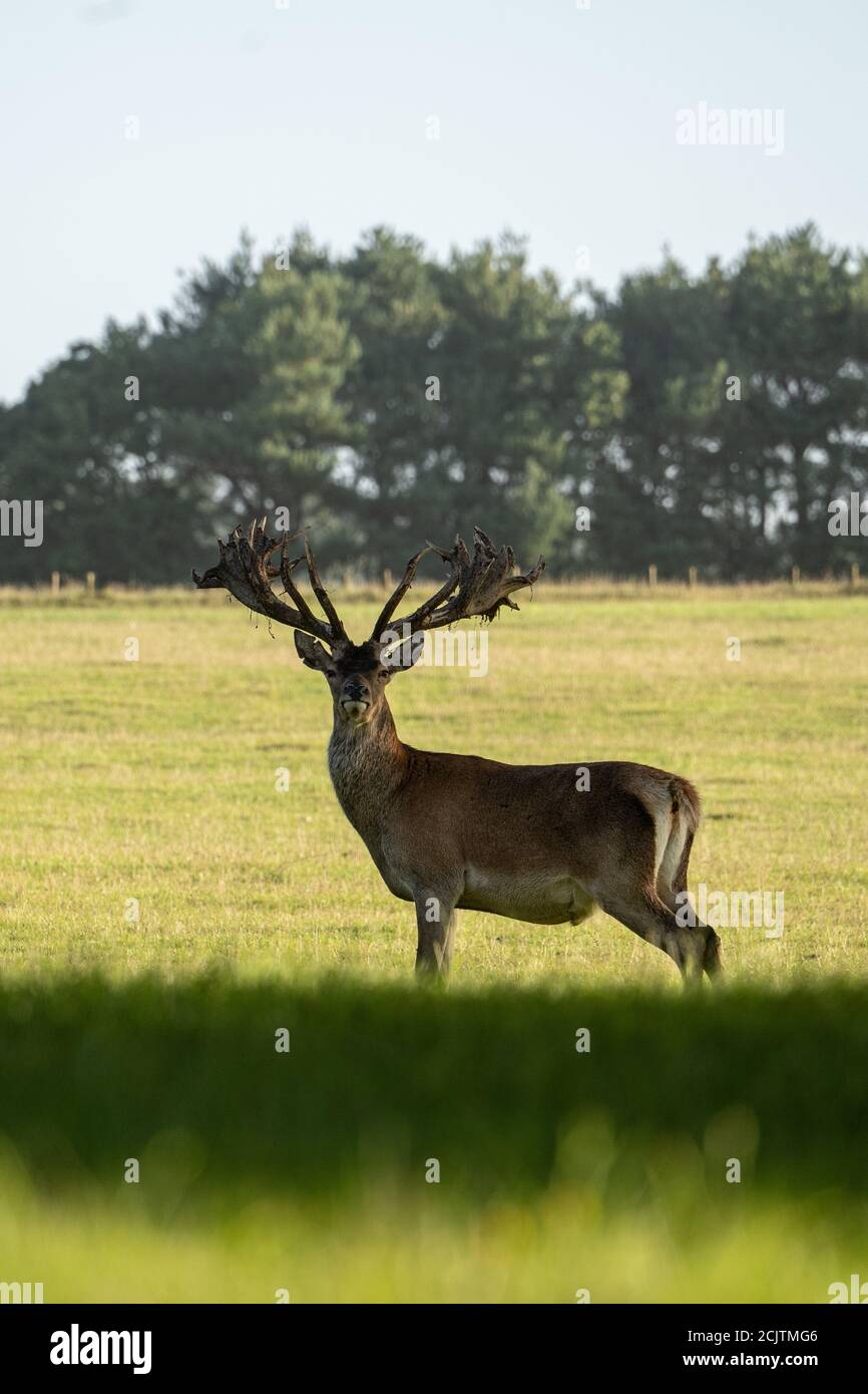 Stag eye contact at Woburn Deer Park Stock Photo