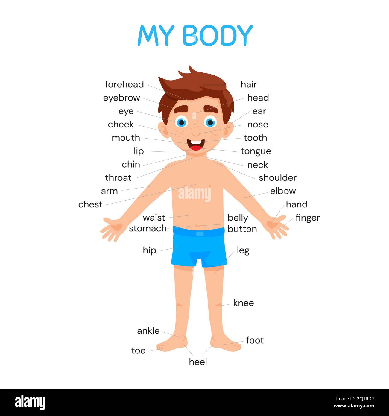 My body poster with cute kid boy shows his body parts medical anatomy chart  placard or poster Stock Vector Image & Art - Alamy
